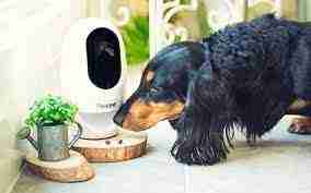 Smart Pet Cams for Smart Homes