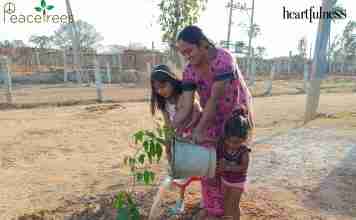 Celebrate a Green Holi with the PeaceTrees campaign by Heartfulness