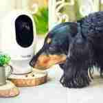 Smart Pet Cams for Smart Homes